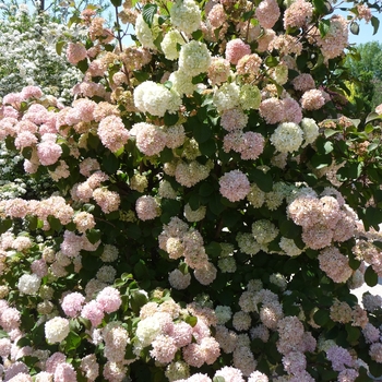 Viburnum plicatum 'Pink Sensation' (016432)