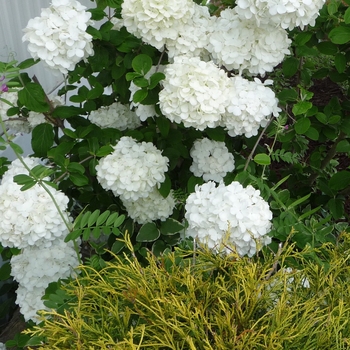 Viburnum macrocephalum 'Sterile' (016434)