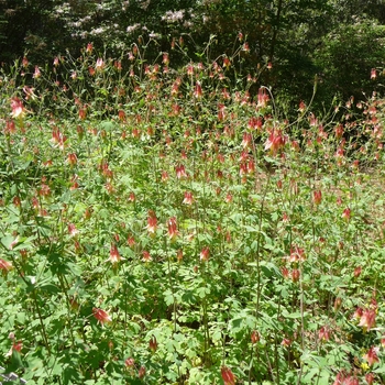 Aquilegia canadensis '' (016442)