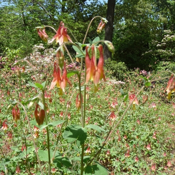 Aquilegia canadensis '' (016443)