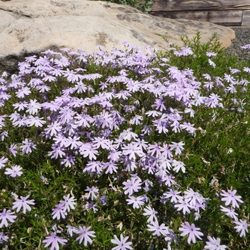 Phlox nivalis '' (016455)