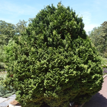 Chamaecyparis obtusa 'Kosteri' (016465)