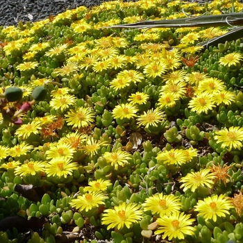 Delosperma nubigenum 'Basutoland' (016468)