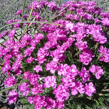 Dianthus gratianopolitanus 'Royal Midget' (016470)