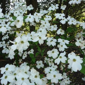 Cornus '' (016473)