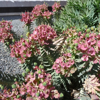 Euphorbia rigida '' (016474)