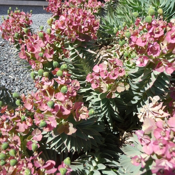 Euphorbia rigida