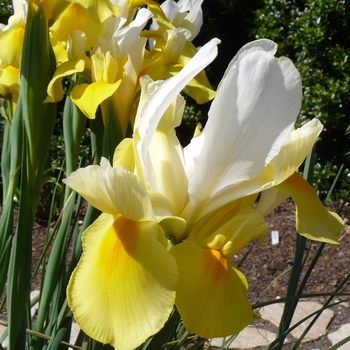 Iris x hollandica 'Symphony' (016483)