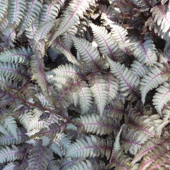 Athyrium niponicum 'Pictum' (016487)