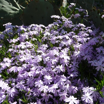 Phlox subulata 'Emerald Blue' (016492)