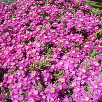 Ruschia 'Calvinia Pink' (016500)