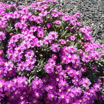 Ruschia 'Calvinia Pink' (016501)