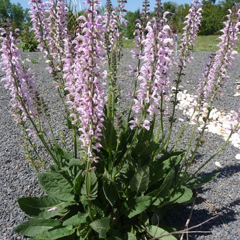 Salvia 'Eveline' (016506)