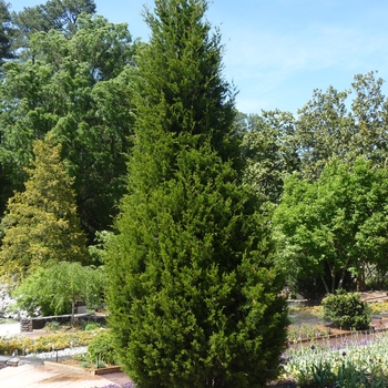 Thuja occidentalis 'Degroot's Spire' (016510)