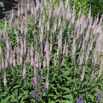 Veronica 'Pink Damask' (016519)