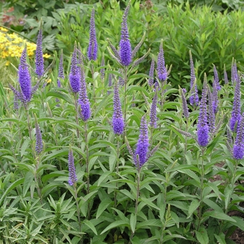 Veronica longifolia 'Blue Giantess' (016521)