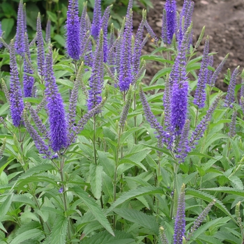 Veronica longifolia 'Blue Giantess' (016522)