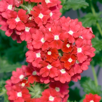 Verbena 'Tropical Breeze Crimson' (016525)