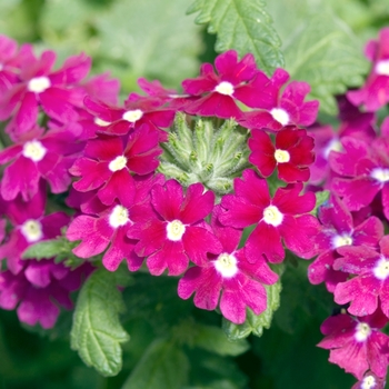 Verbena 'Tropical Breeze Purple' (016526)