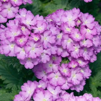 Verbena 'Tropical Breeze Lilac' (016527)