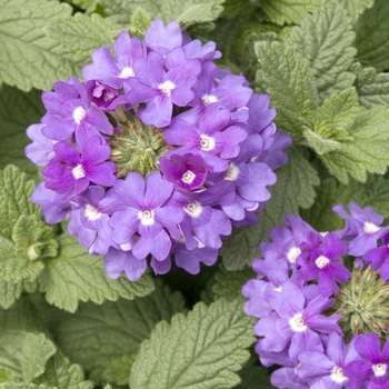 Verbena Temari 'Patio Blue' (016538)