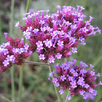 Verbena bonariensis '' (016602)