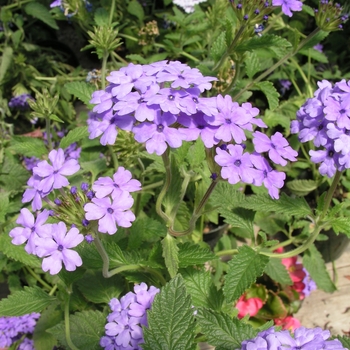 Verbena 'Blue Princess' (016603)