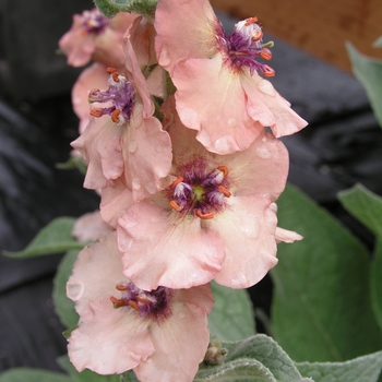 Verbascum 'Helen Johnson' (016612)