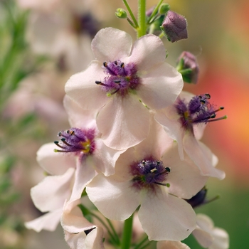 Verbascum 'Southern Charm' (016613)