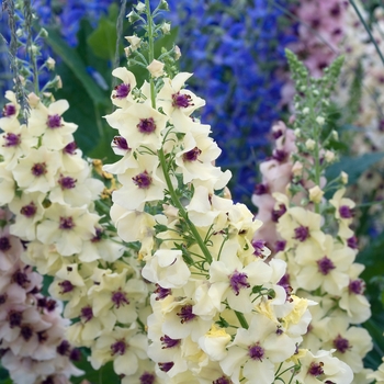 Verbascum 'Southern Charm' (016614)