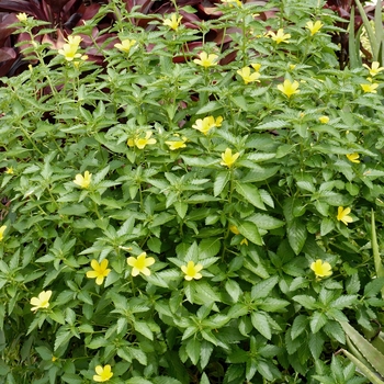 Turnera ulmifolia '' (016623)