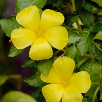 Turnera ulmifolia '' (016624)