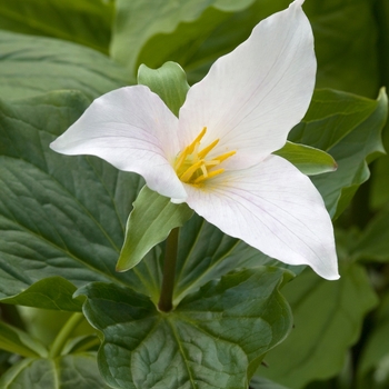 Trillium grandiflorum '' (016631)