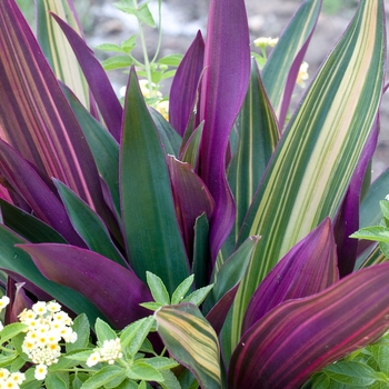 Tradescantia spathacea 'Vittata' (016641)