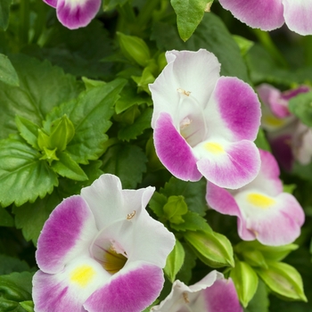 Torenia fournieri 'Rose Moon' (016678)