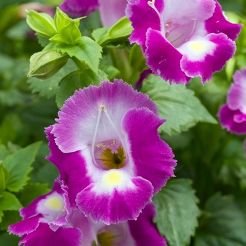 Torenia fournieri 'Punky Violet Moon' (016679)