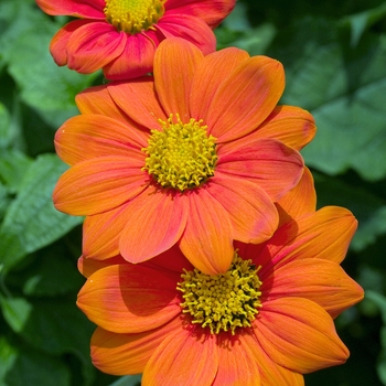 Tithonia rotundifolia 'Fiesta del Sol' (016711)