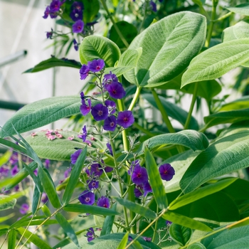 Tibouchina grandifolia '' (016717)