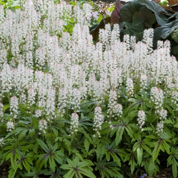 Tiarella 'Stargazer Mercury' (016721)