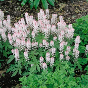 Tiarella 'Spring Symphony' (016723)