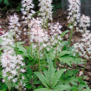 Tiarella 'Iron Butterfly' (016729)