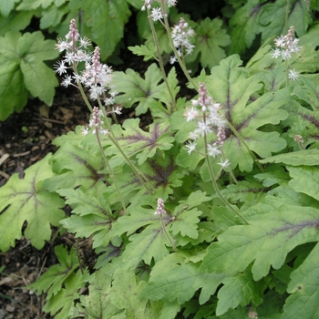 Tiarella 'Iron Butterfly' (016730)