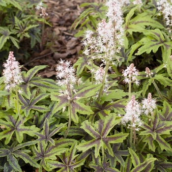 Tiarella 'Iron Butterfly' (016731)