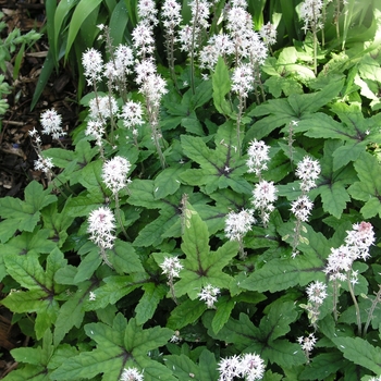 Tiarella 'Dark Star' (016733)