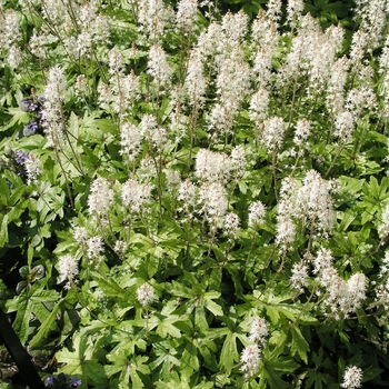 Tiarella 'Skeleton Key' (016734)