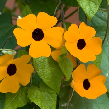 Thunbergia alata Sunny™ 'Orange Wonder' (016747)