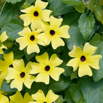 Thunbergia alata Sunny™ 'Lemon Star' (016748)