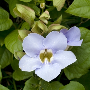 Thunbergia grandiflora 'Variegata' (016750)