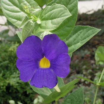 Thunbergia battiscombei '' (016758)