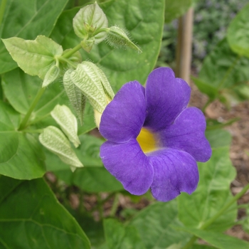 Thunbergia battiscombei '' (016759)